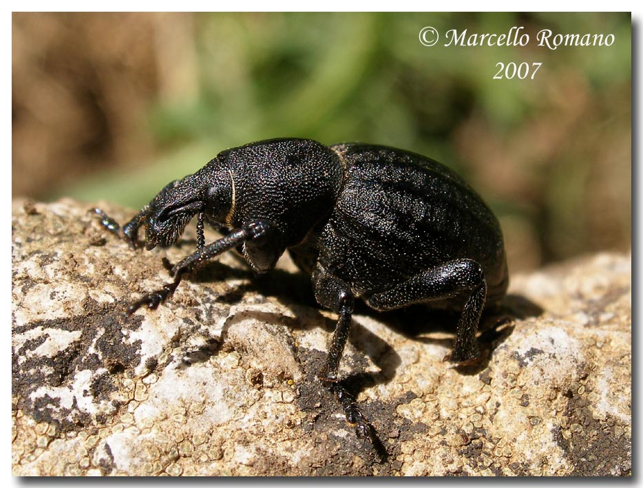 Anisorhynchus barbarus sturmi (Coleoptera, Curculionidae)